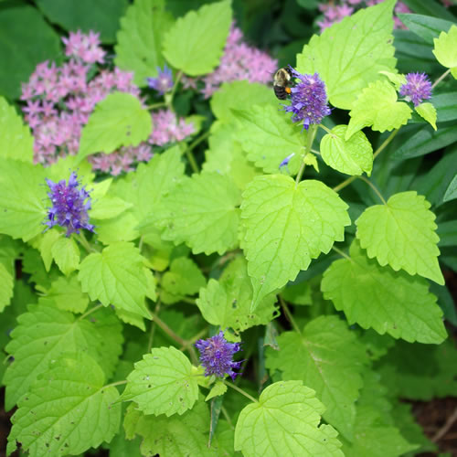 Agastache foeniculum Golden Jubilee